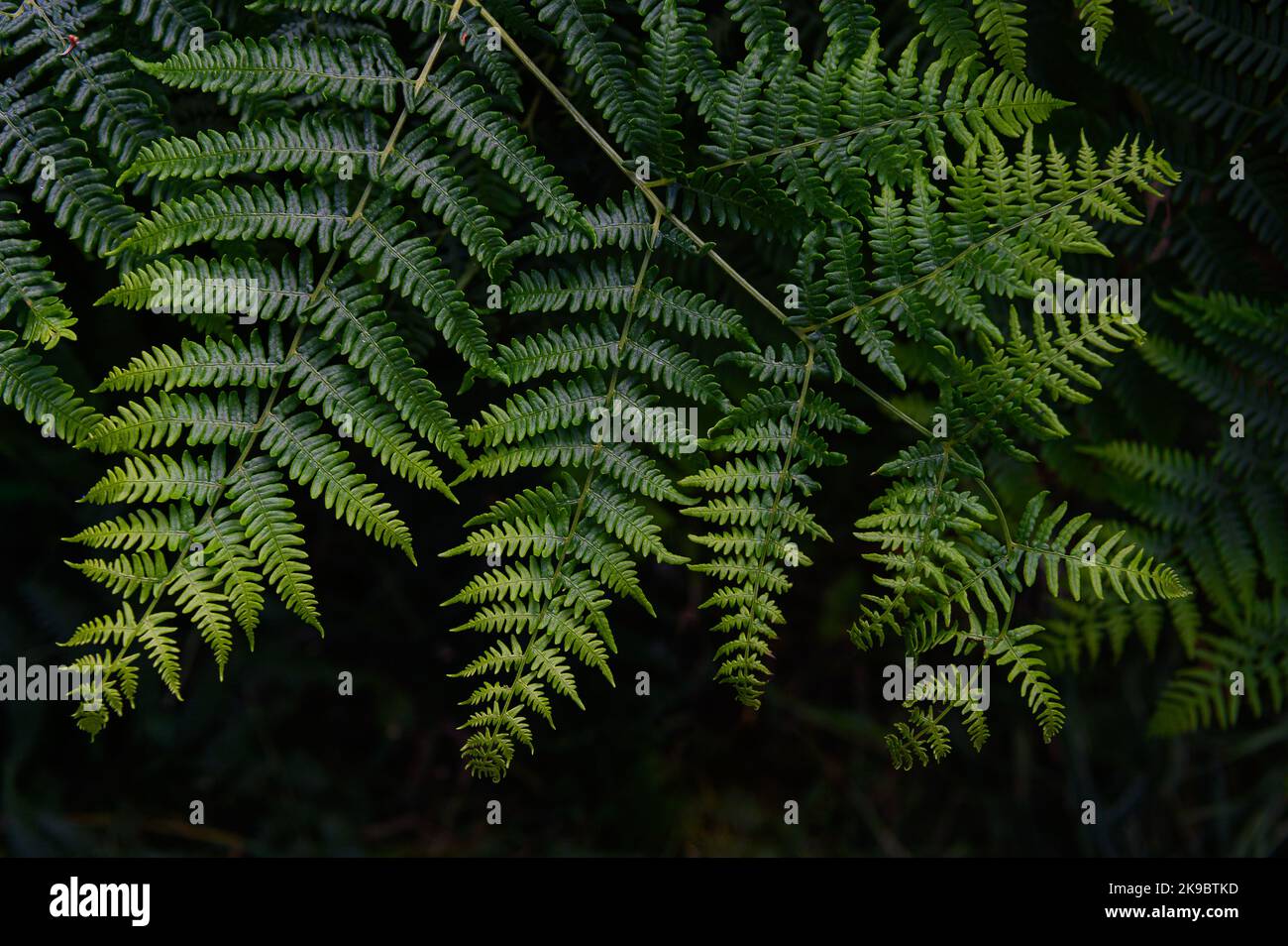 Fougères vertes dans la forêt de Rendlesham. Côte du Suffolk et serments AONB. Banque D'Images