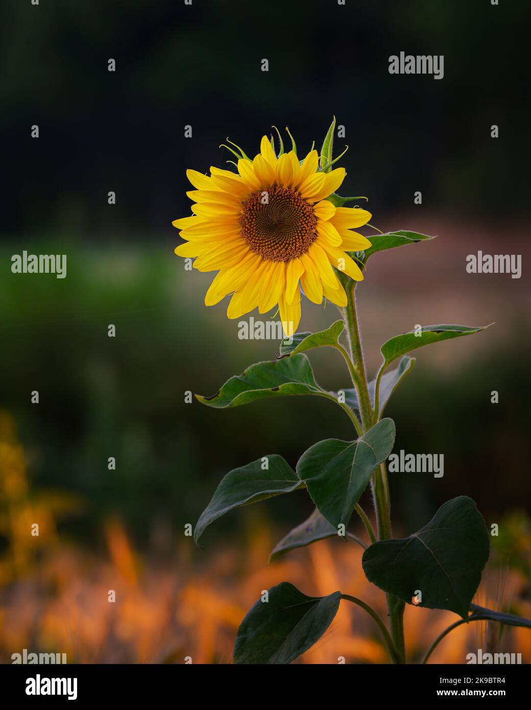 Un seul tournesol dans la lumière du matin. Banque D'Images