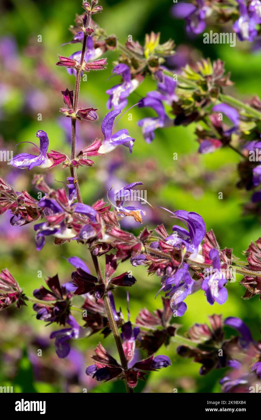 Sauge chinoise, Salvia chinensis, Violet, Fleur, été, Salvias, Blooming Banque D'Images