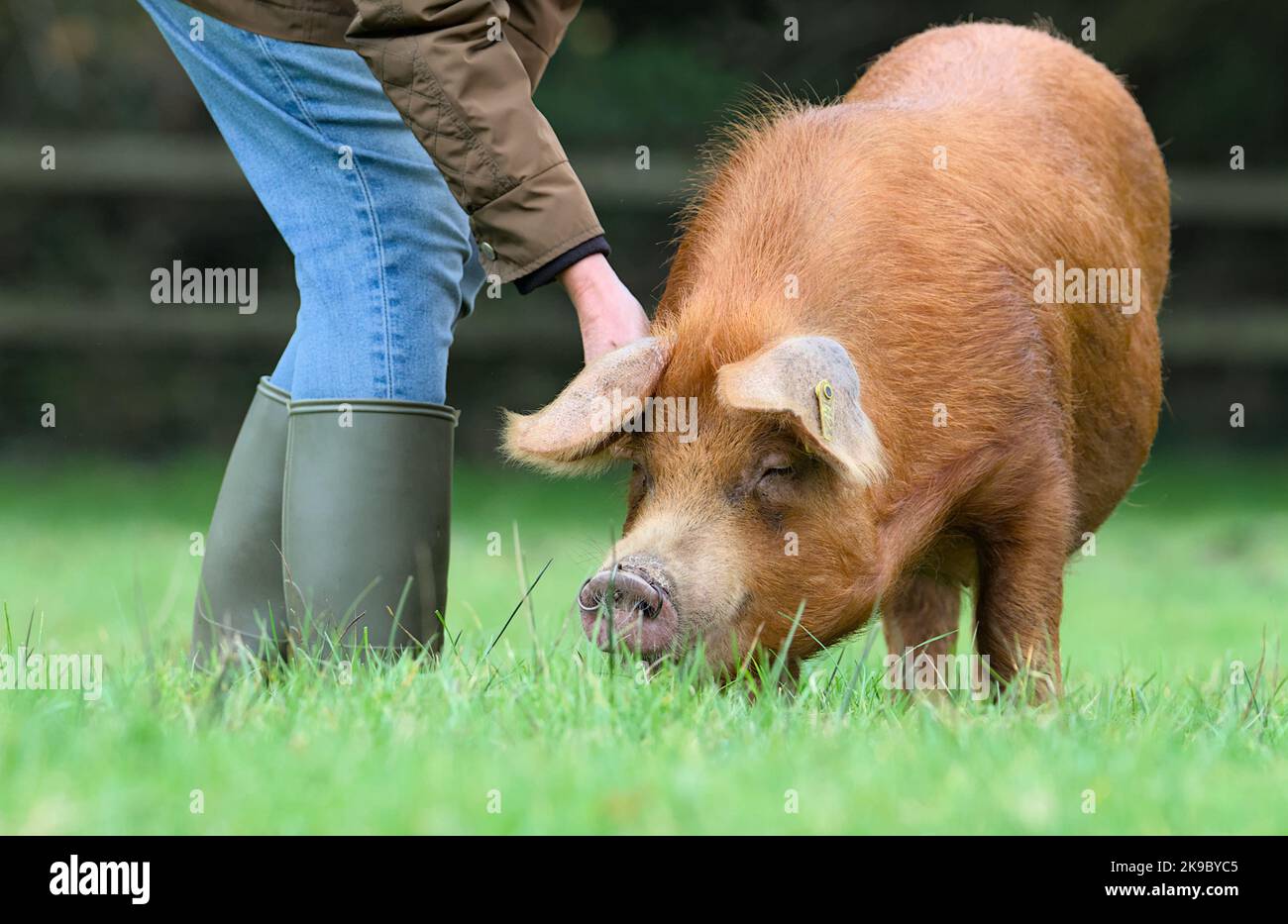 Une femme de Wellington Boots a bouté Un cochon Tamworth dans Un champ, New Forest UK Banque D'Images