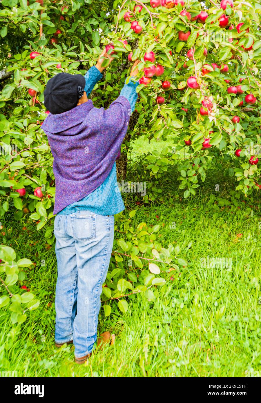Femme cueillant des pommes rouges mûres dans un verger du Vermont Banque D'Images