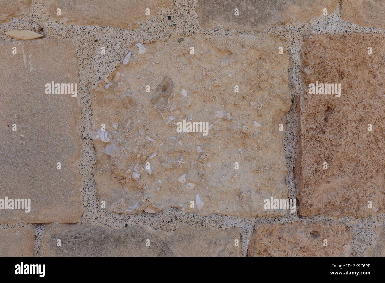 Coquillages anciens dans un mur de calcaire Banque D'Images