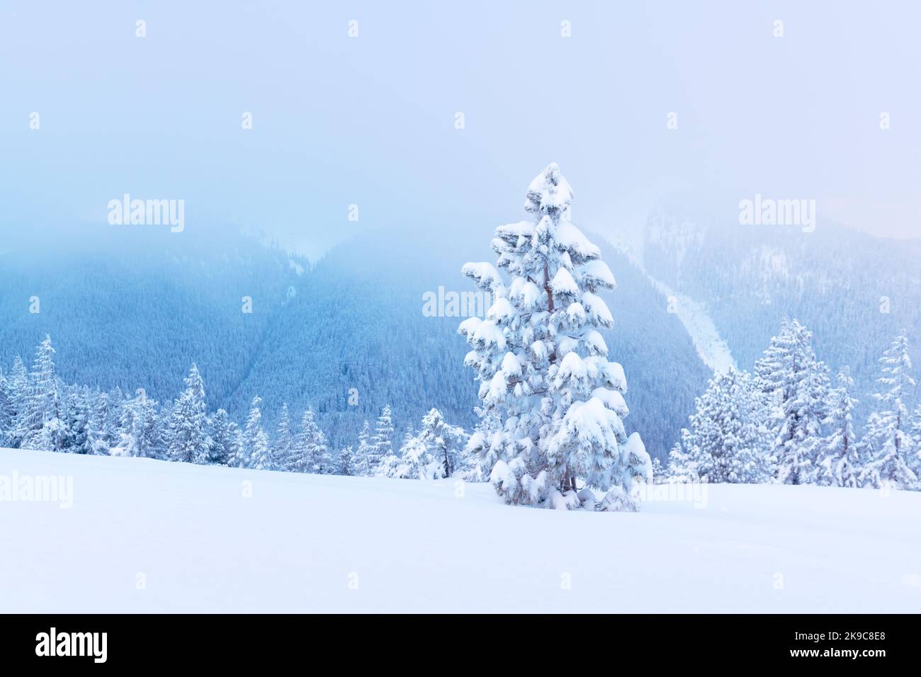 Paysage d'hiver fantastique avec des arbres enneigés et des sommets enneigés. Carpathian montagnes, Ukraine. Arrière-plan des vacances de Noël. Photographie de paysage Banque D'Images