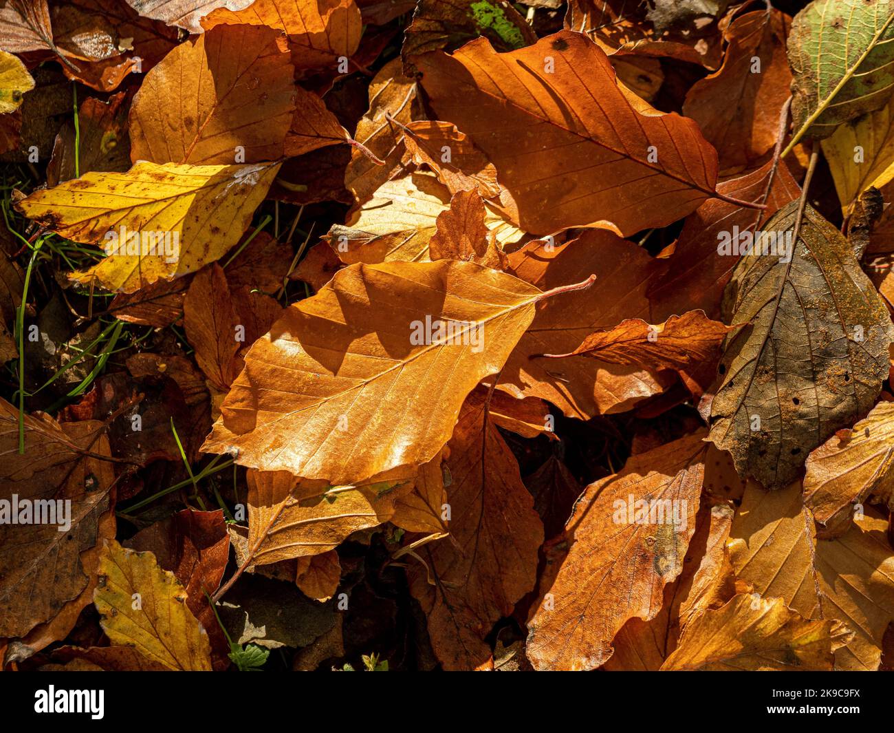 Plan de vue sur les feuilles dorées couché sur le sol lors d'une belle journée d'automne. Banque D'Images