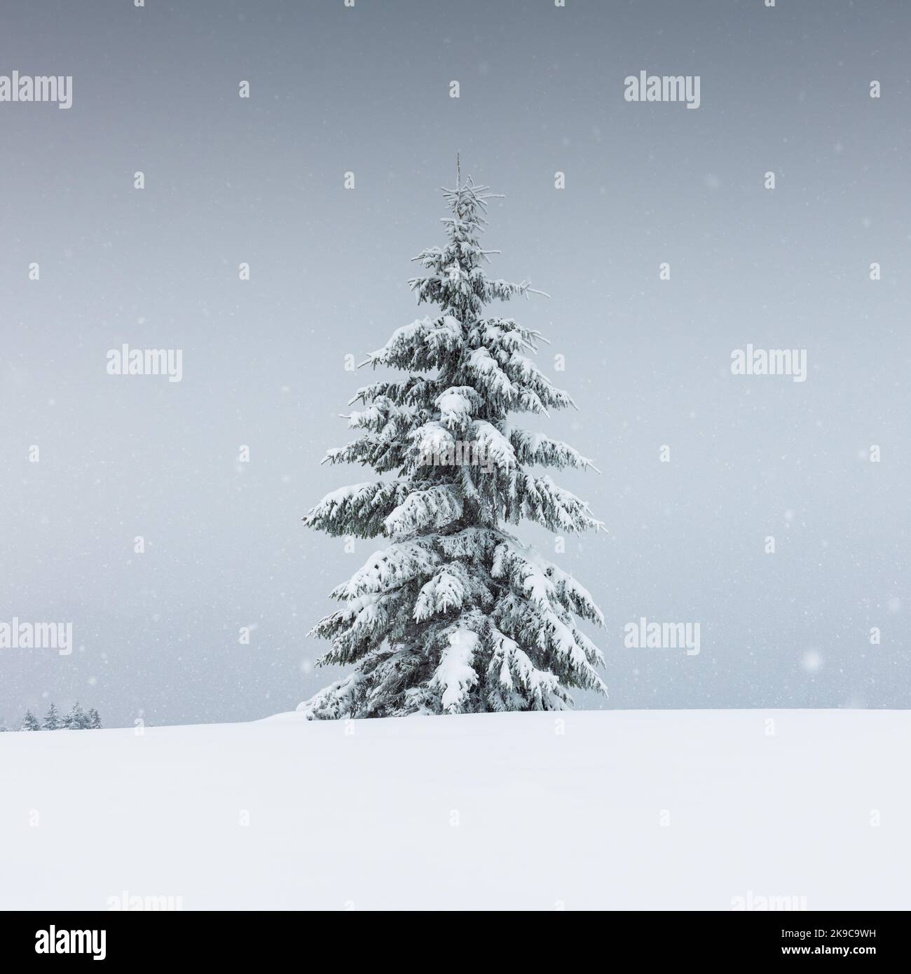 Un paysage extraordinaire avec un seul arbre enneigé en hiver un domaine. Scène minimaliste par temps nuageux et brumeux Banque D'Images