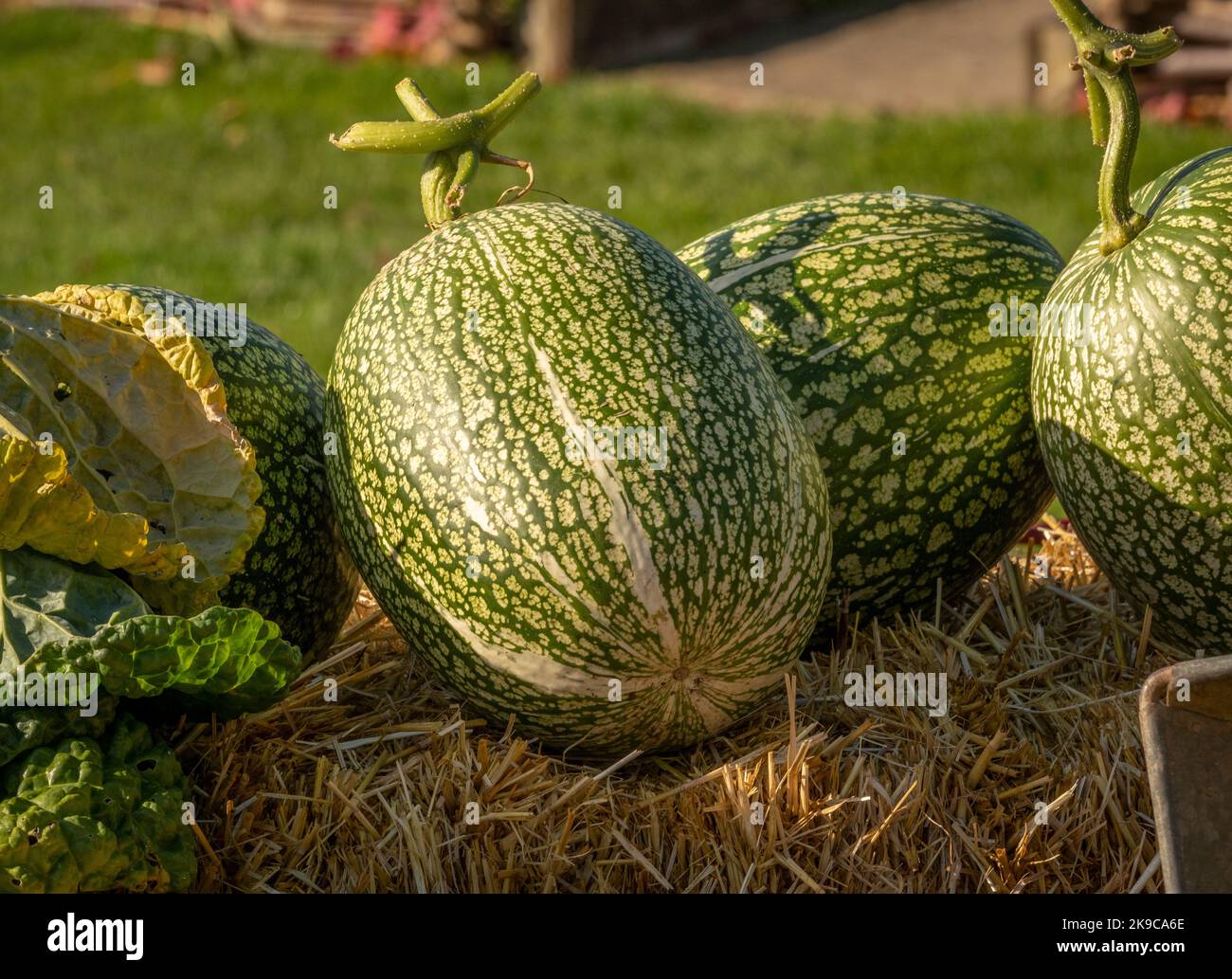 Récoltés des gourdes de feuilles de figues dans un lit de paille dans un jardin britannique. Banque D'Images