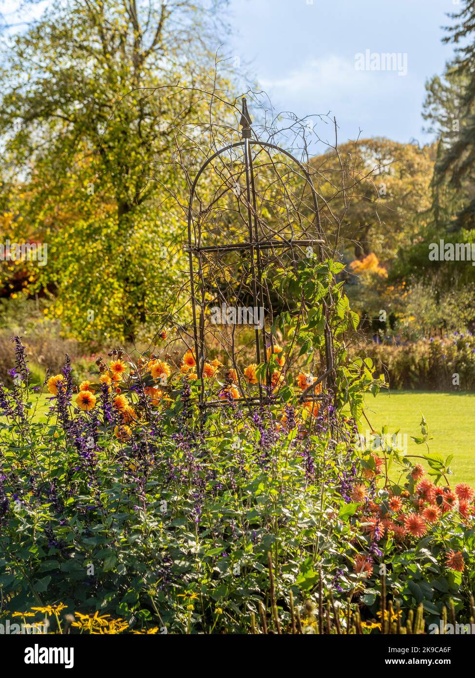 Obélisque métallique penché avec dahlias et salvias qui poussent autour d'elle dans un jardin britannique Banque D'Images