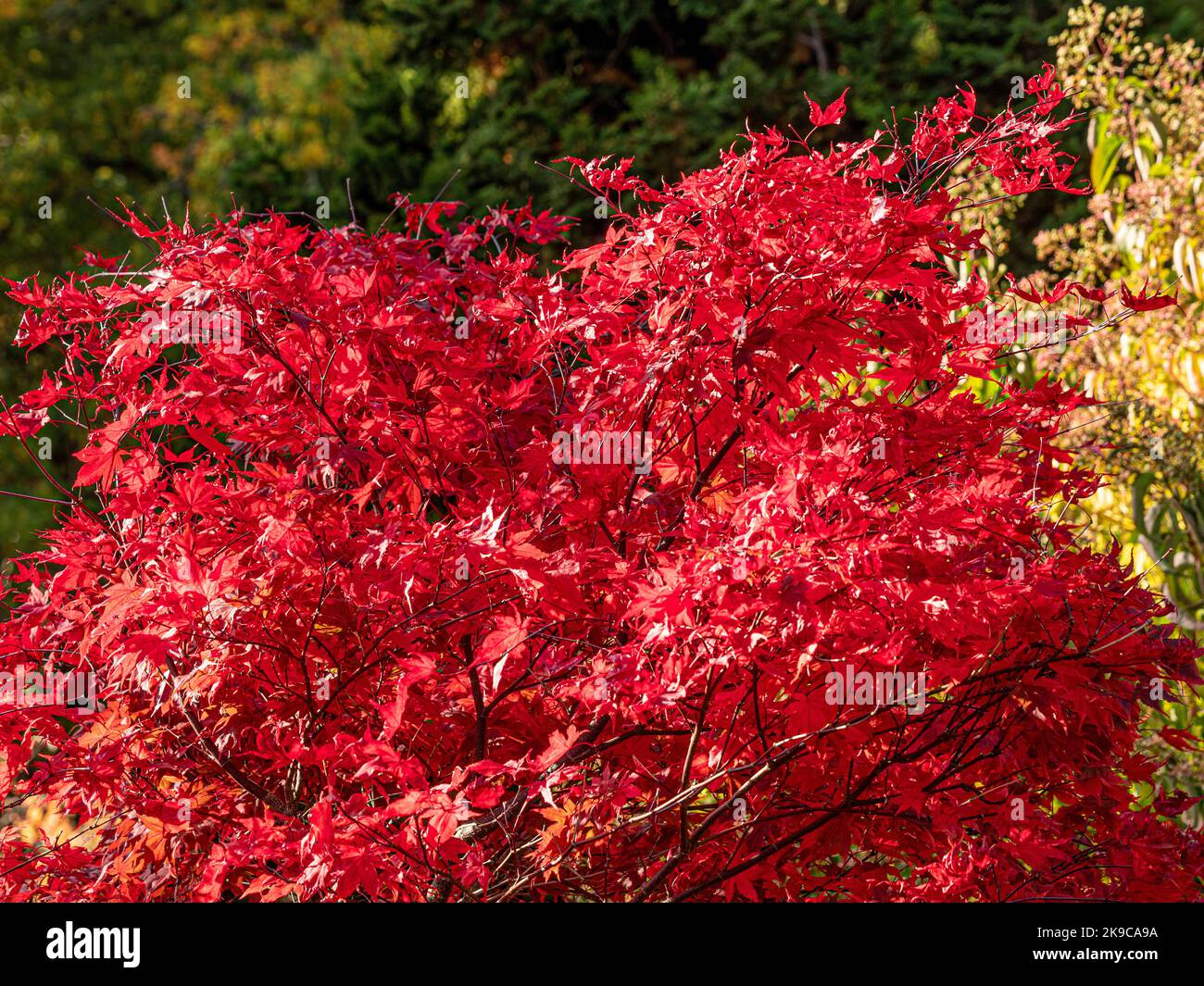 Feuilles rouges d'Acer palmatum le jour ensoleillé de l'automne. Banque D'Images
