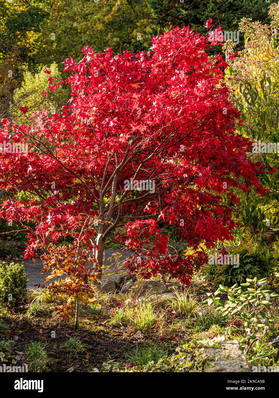 Feuilles rouges d'Acer palmatum le jour ensoleillé de l'automne. Banque D'Images