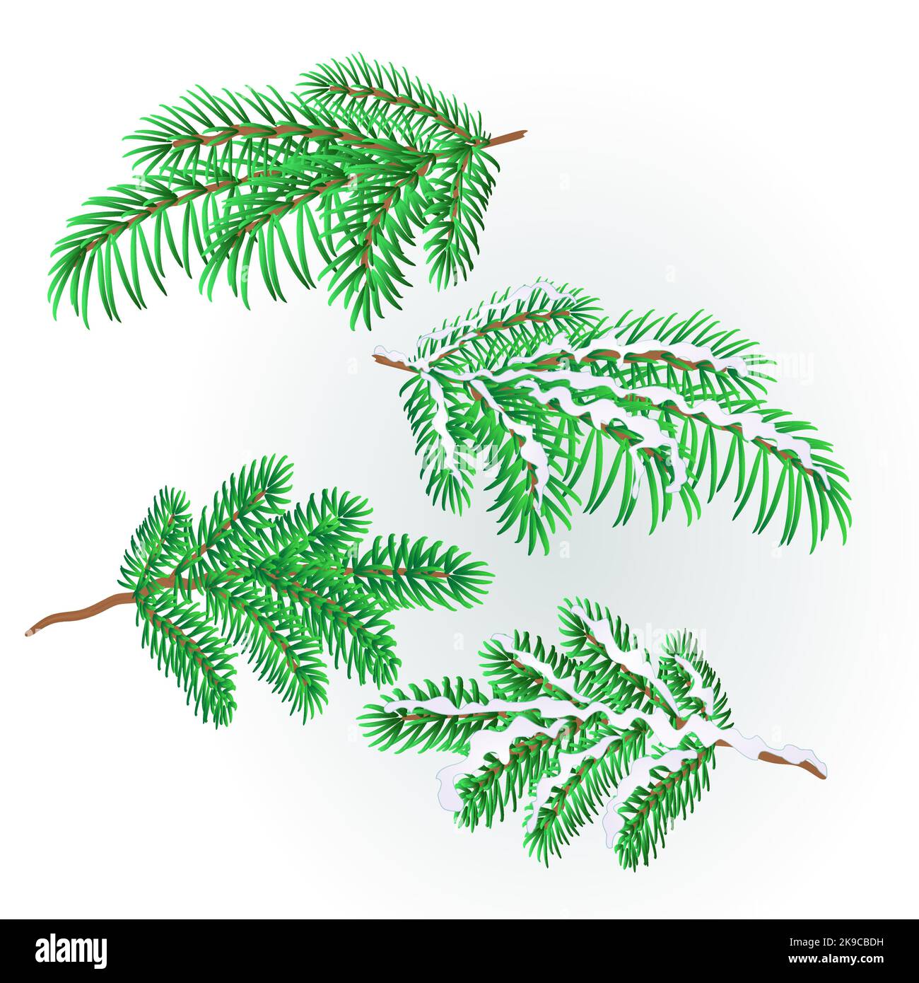 Branches Spruce luxuriant conifères automne et hiver neige naturelle fond vectoriel illustration modifiable main dessiner Illustration de Vecteur