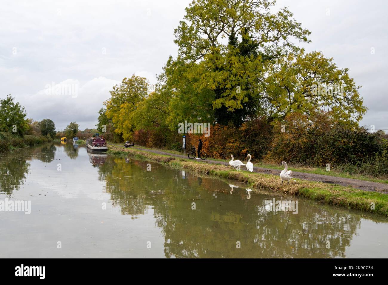 Cygnes sur la piste de remorquage, avec des barges lointaines et des bateaux étroits sur le canal Kennet et Avon, entre Seend et Milbrook. Banque D'Images