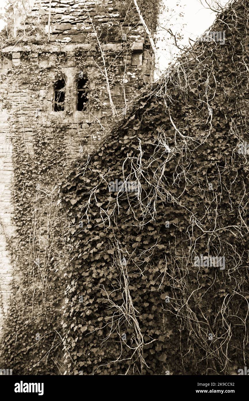 ivy vert sur l'ancien mur en pierre Banque D'Images