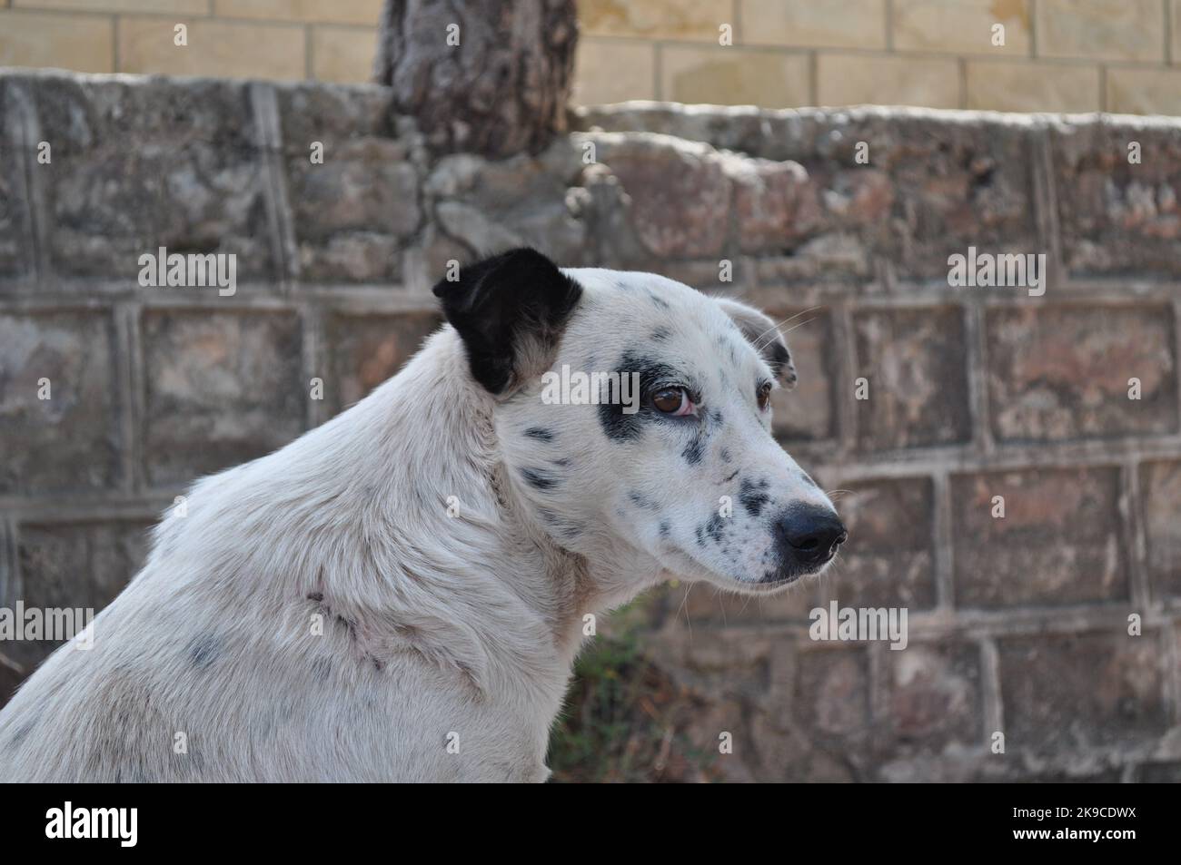 Chien froid lors d'une journée ensoleillée d'hiver Banque D'Images