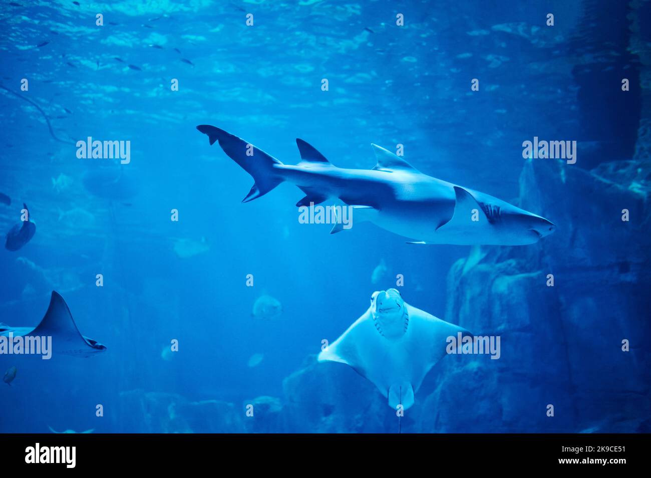 Grands poissons dans l'eau de mer bleu de l'aquarium dans le récif de corail Banque D'Images