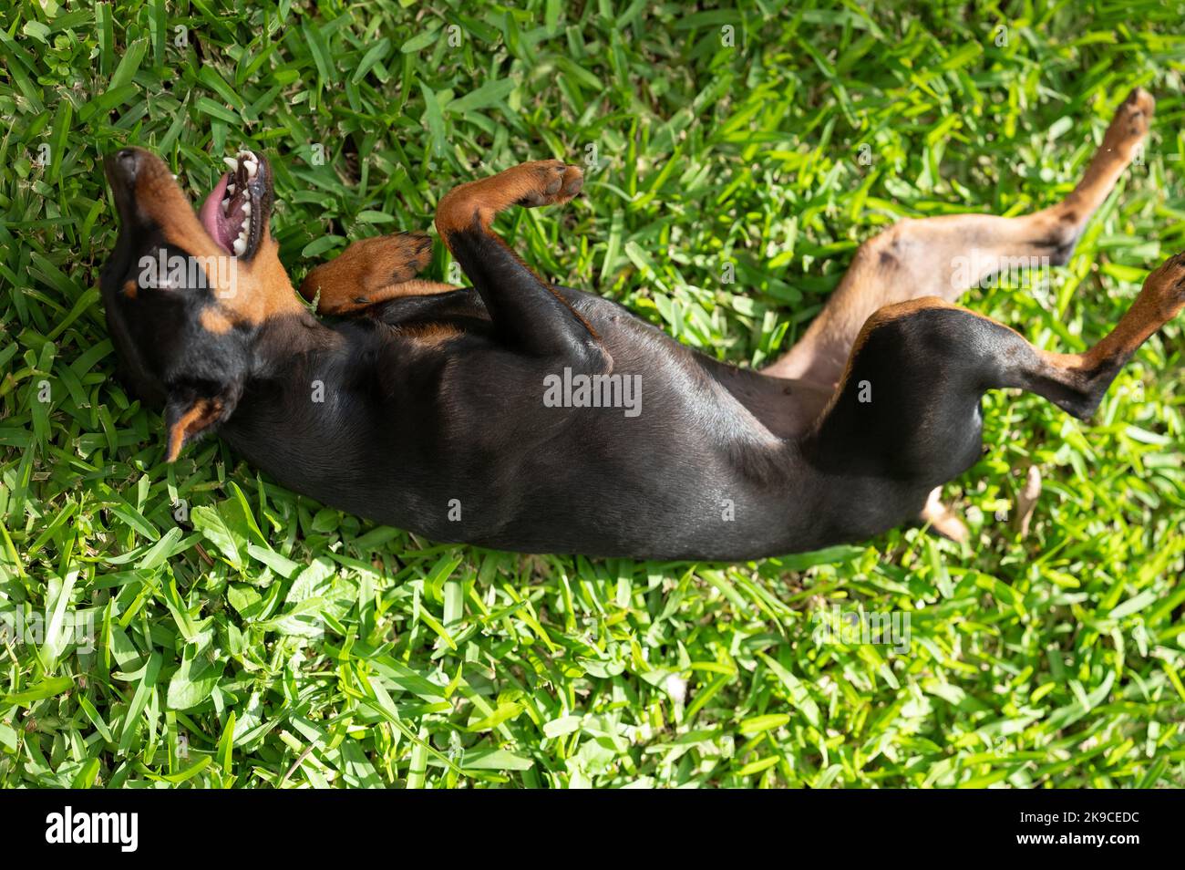 Le chien Pincher repose sur un fond d'herbe au-dessus de la vue de dessus Banque D'Images