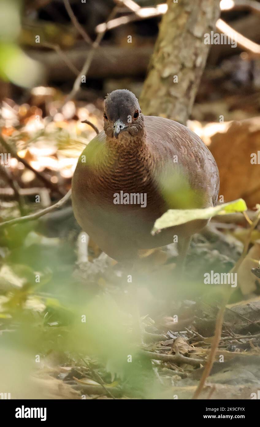 Tinamou (Cryptorellus undulatus) adulte debout sur le sol forestier Pantanal, Brésil, Juillet Banque D'Images