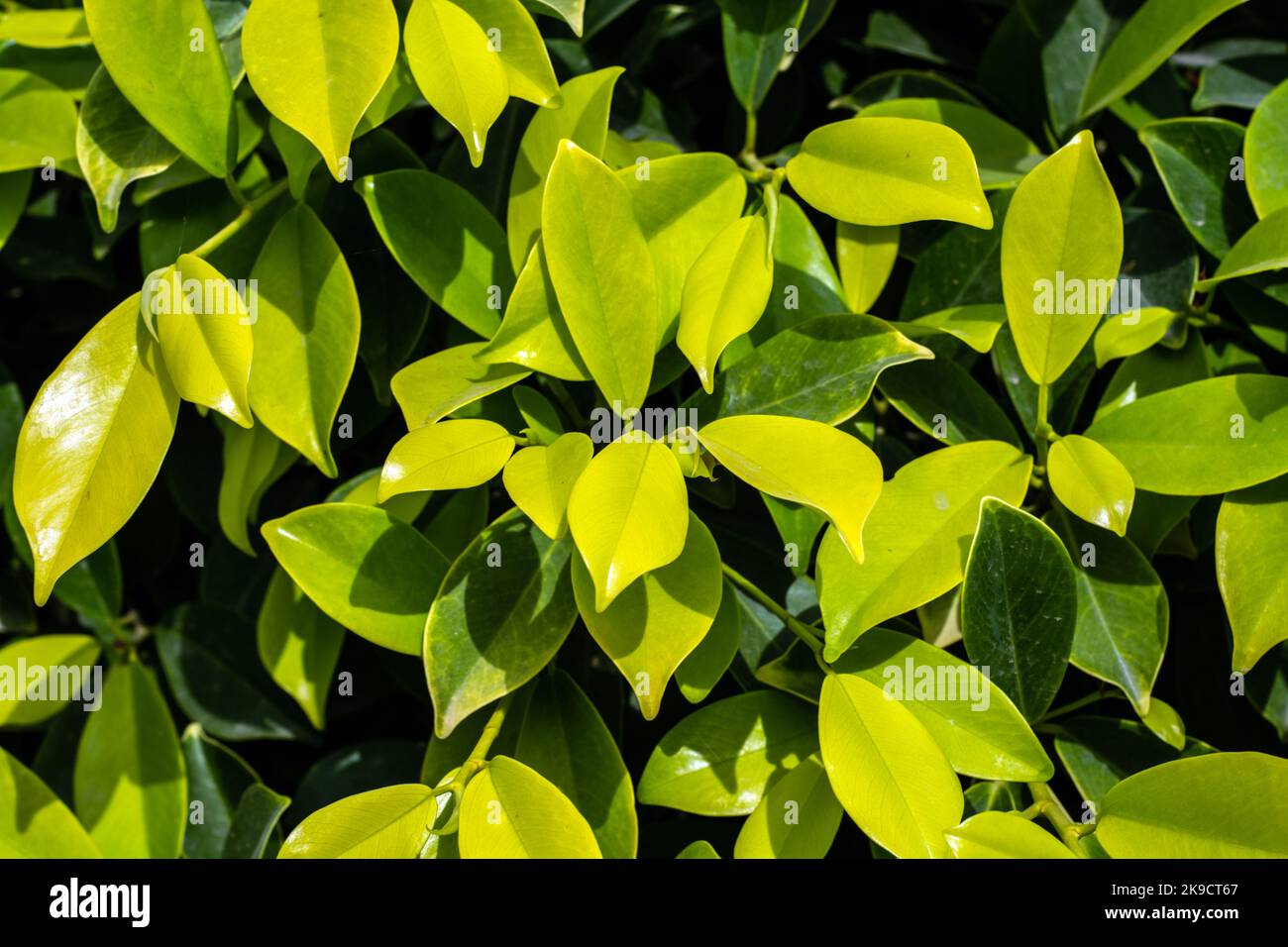 Gros plan sur les feuilles d'une plante ficus Banque D'Images