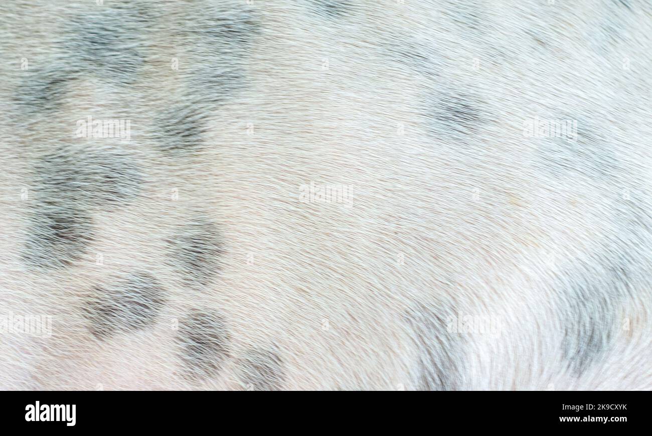 Taches noires sur la peau blanche d'un chien Banque D'Images
