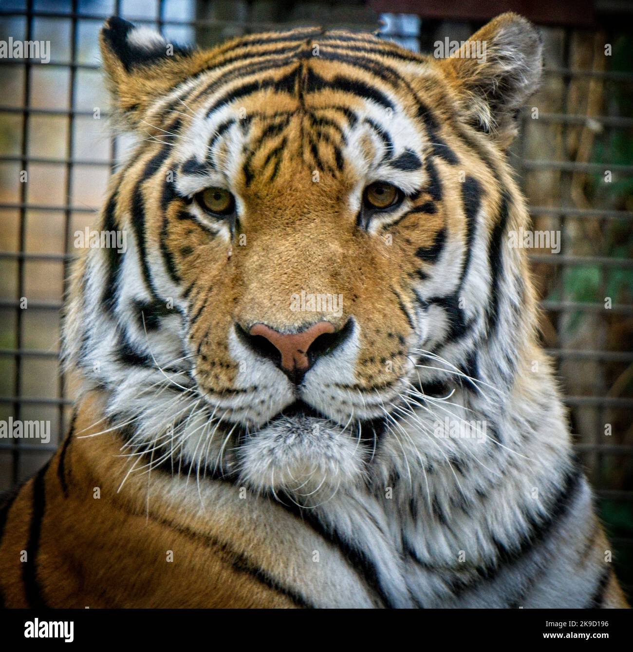 Amur Tiger Calgary Zoo Alberta Banque D'Images