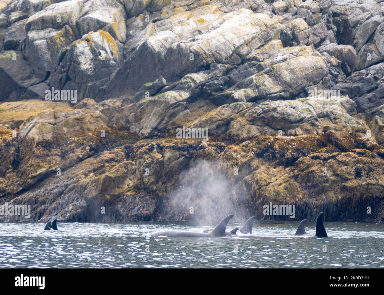 Pod of Orcas, Parc national Kenai Fjords, près de Seward, Alaska. Banque D'Images