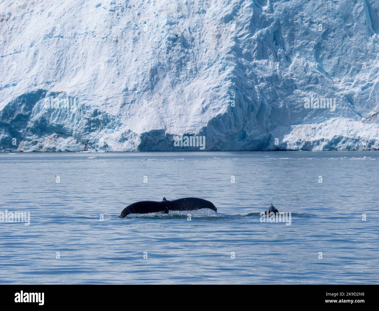 Baleines à bosse au glacier Holgate, parc national Kenai Fjords, près de Seward, Alaska Banque D'Images