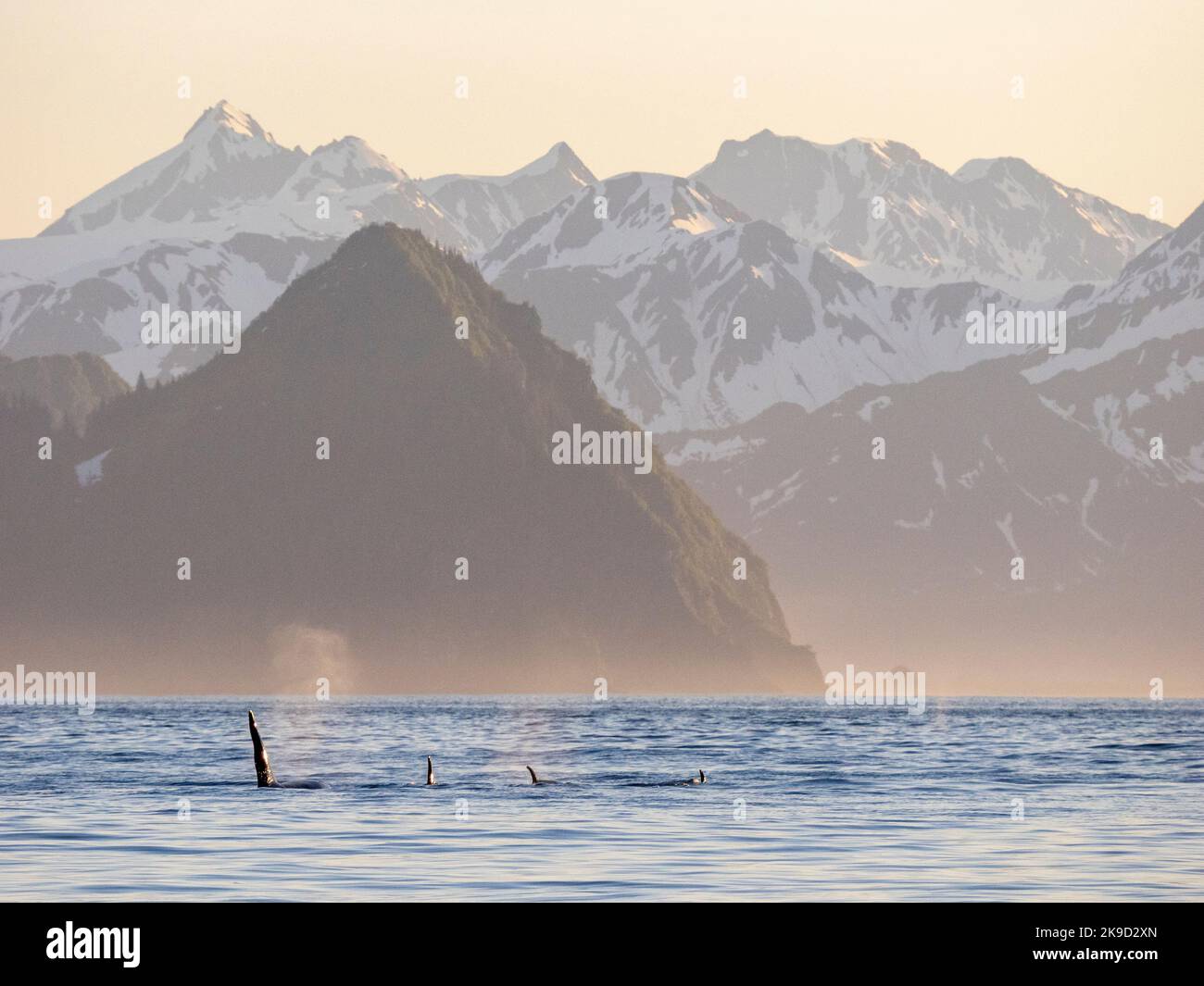 Orcas, Parc national Kenai Fjords, près de Seward, Alaska Banque D'Images