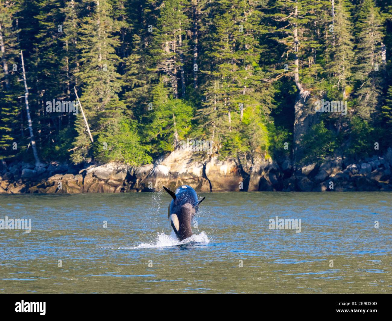 Orca Breaching, Parc national de Kenai Fjords, près de Seward, Alaska. Banque D'Images