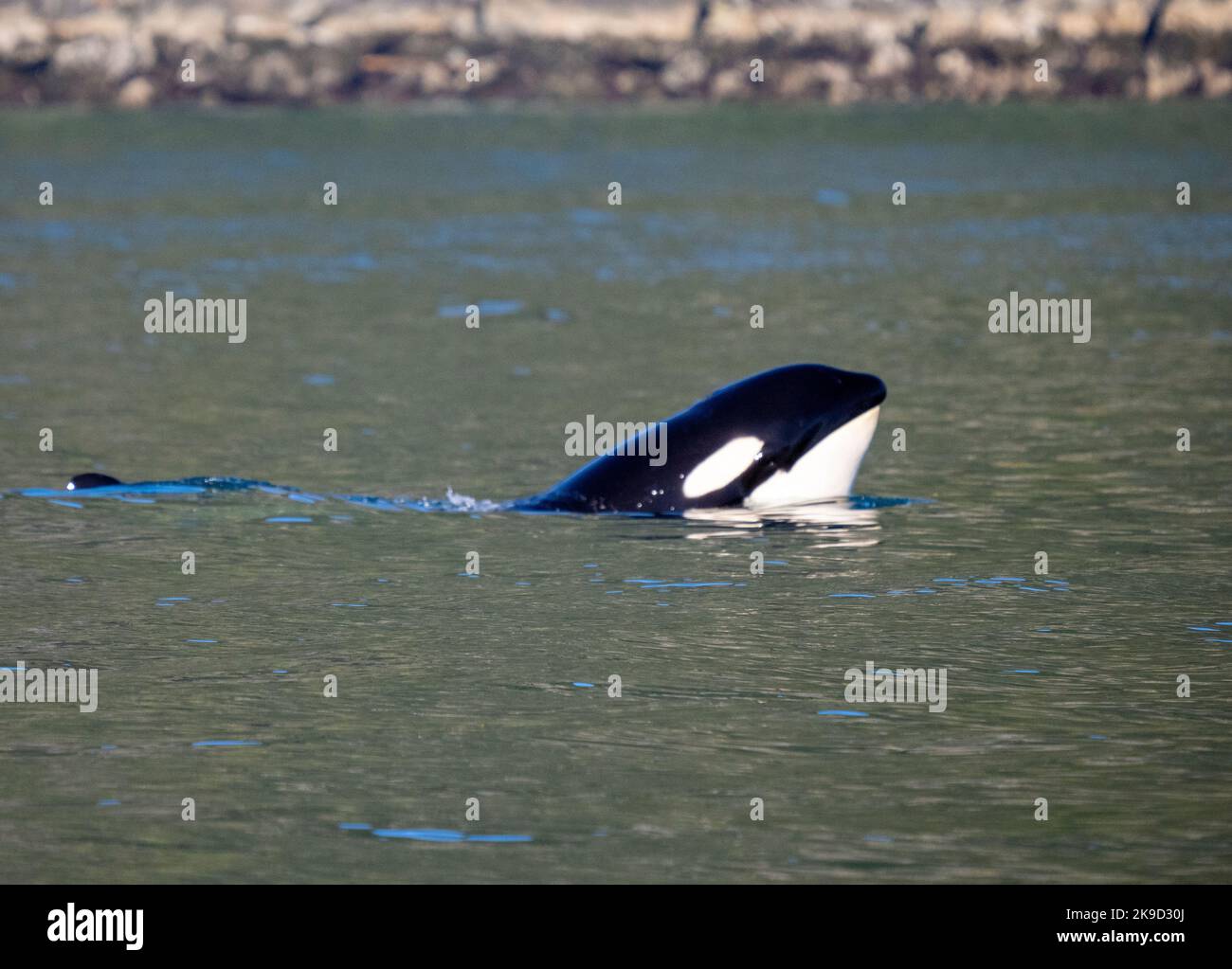 Orca spyhopping, Parc national de Kenai Fjords, près de Seward, Alaska Banque D'Images