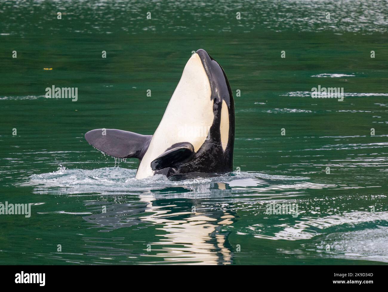 Orca, Parc national Kenai Fjords, près de Seward, Alaska. Banque D'Images