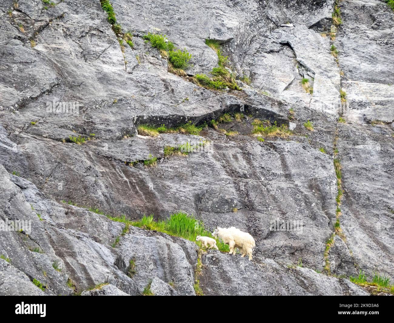Chèvres de montagne, Parc national Kenai Fjords, près de Seward, Alaska. Banque D'Images