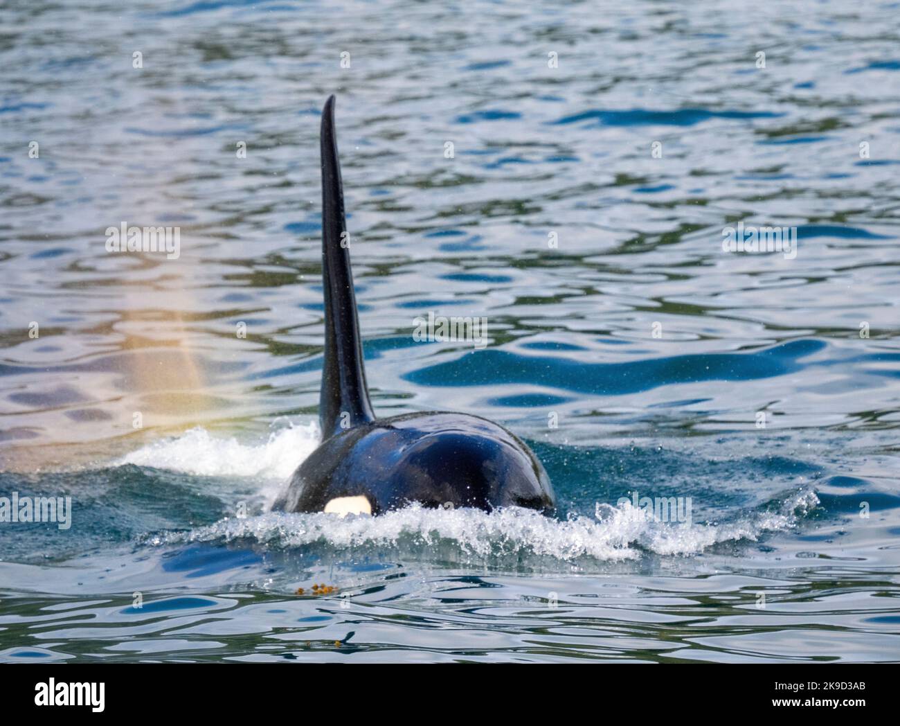 Orca, Parc national Kenai Fjords, près de Seward, Alaska. Banque D'Images