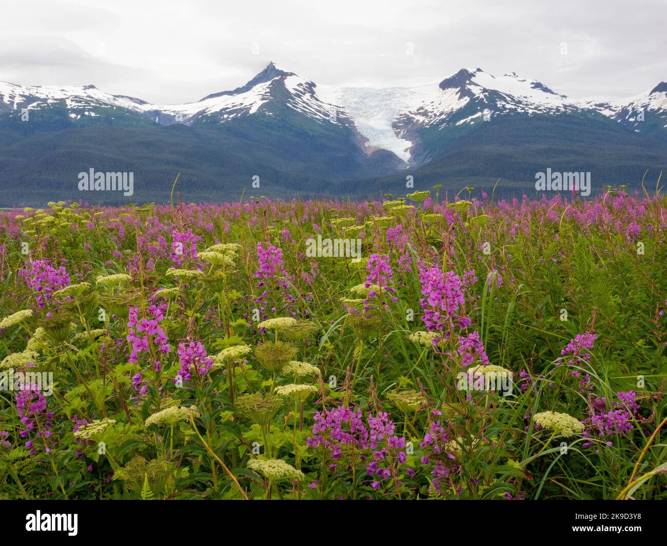 Champ de Fireweed, forêt nationale de Tongass, Alaska. Banque D'Images