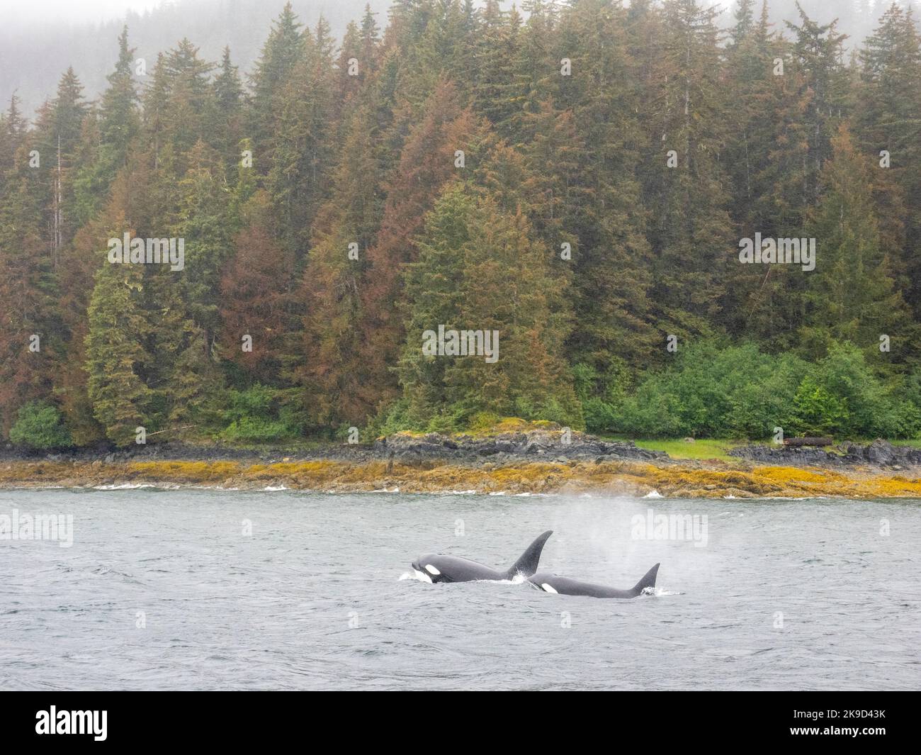 La Forêt nationale Tongass, orques, en Alaska. Banque D'Images