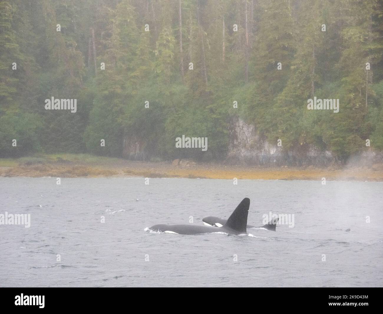 La Forêt nationale Tongass, orques, en Alaska. Banque D'Images