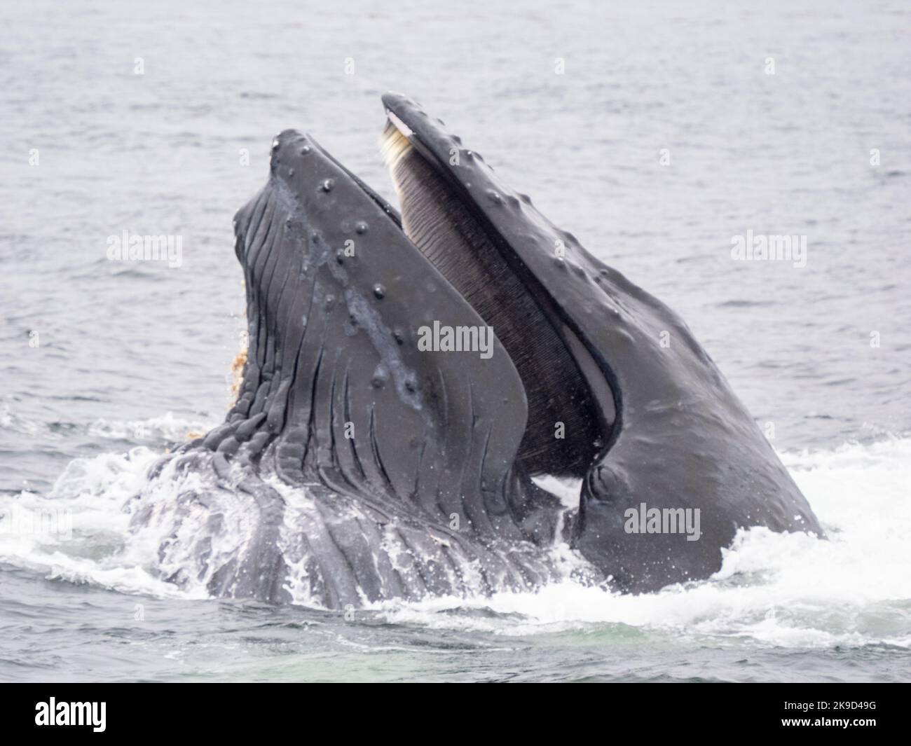 Baleine à bosse, la Forêt nationale de Tongass en Alaska. Banque D'Images