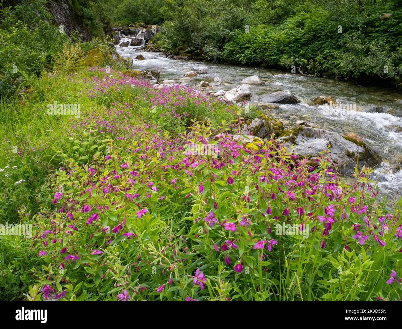 Au lac Shakes et au glacier, en amont de la rivière Stikine, dans la forêt nationale de Tongass, à Wrangell, en Alaska. Banque D'Images