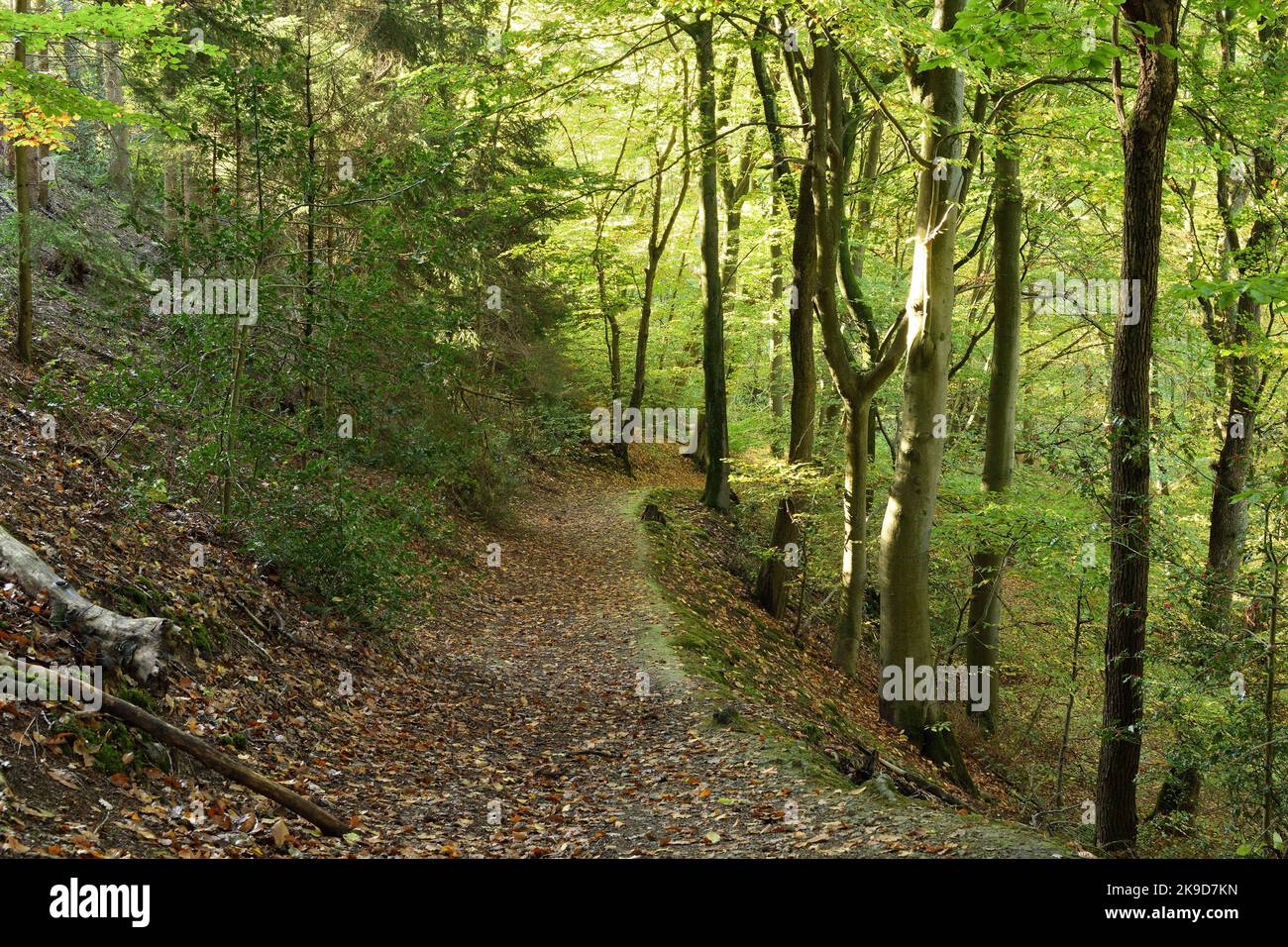 Chemin à travers les bois en automne. Bergisches Land, Allemagne. Banque D'Images