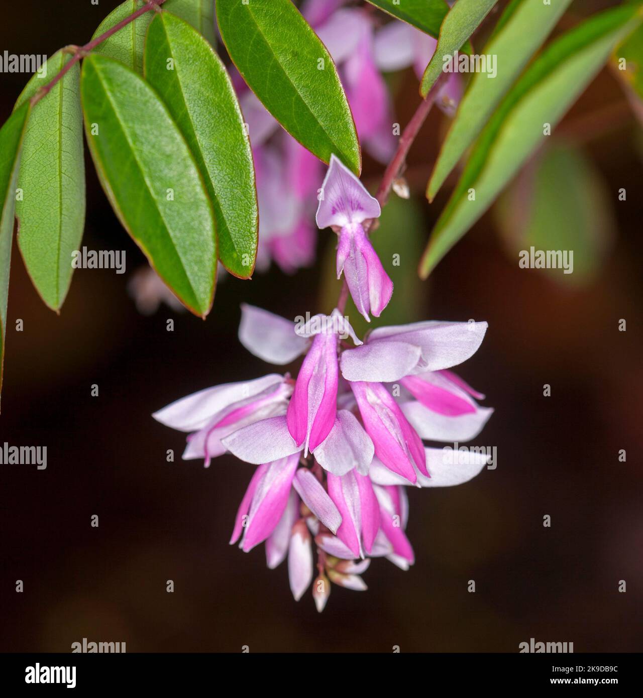 Grappe de fleurs rose pâle et de feuillage vert de l'Indigofera decora - Bush / Wisteria d'été / Chinois Indigo, en Australie Banque D'Images