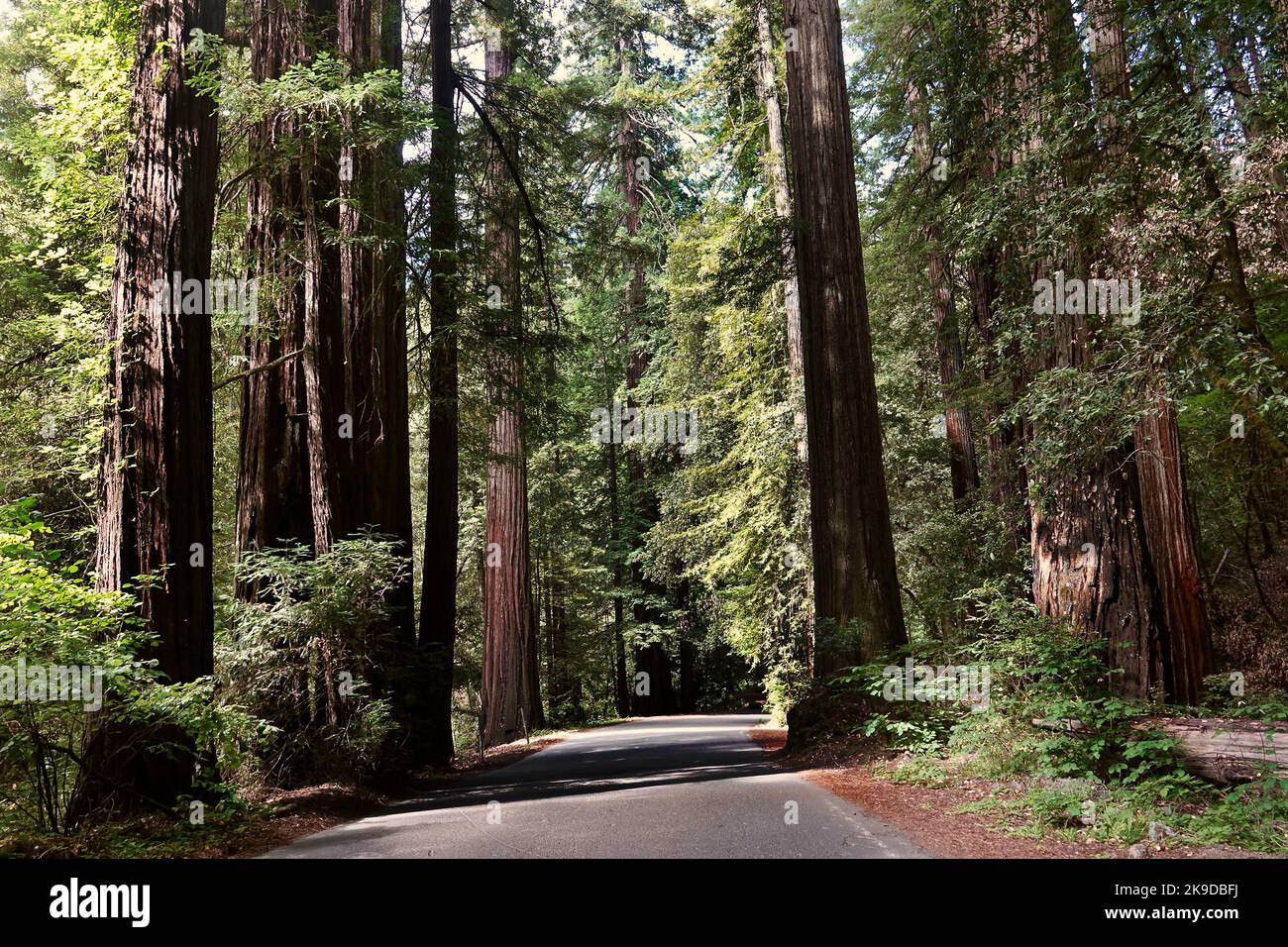 voie étroite à travers la forêt de séquoias géants Banque D'Images