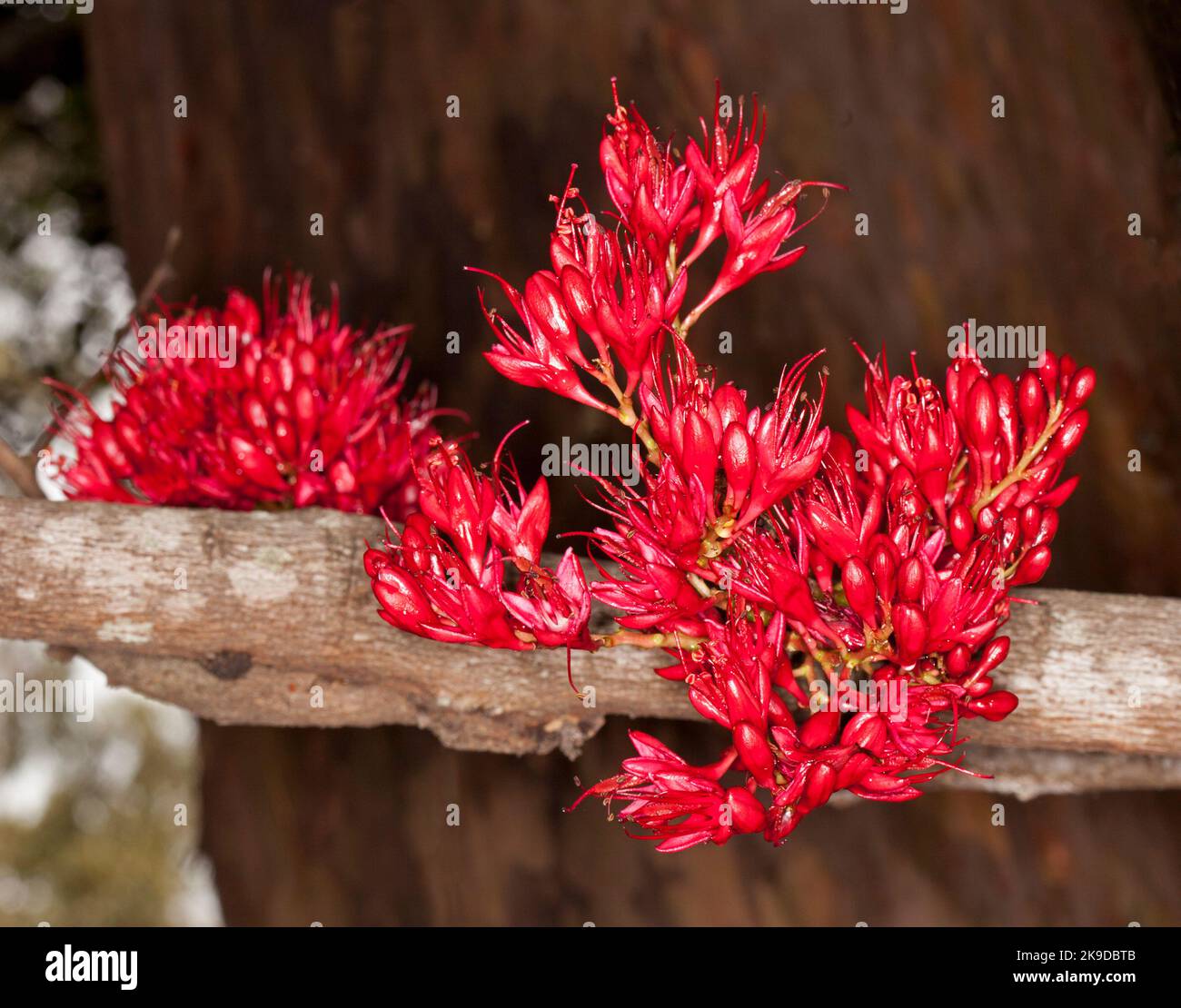 Ensemble de fleurs rouges vif chargées de nectar de Schotia brachypetala, arbre perroquet saoul, sur fond brun foncé, en Australie Banque D'Images