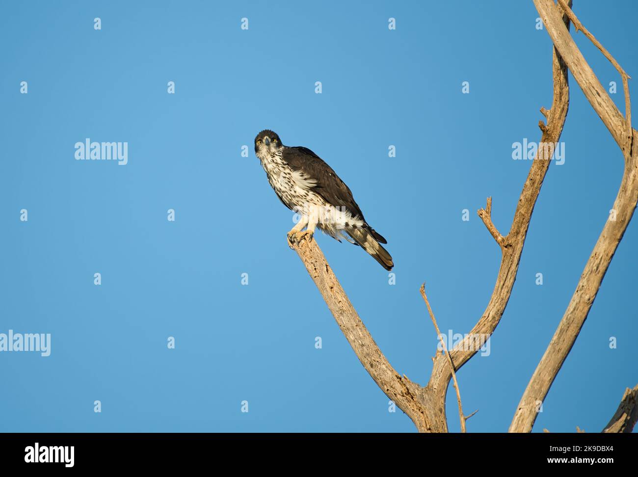 Faucon-aigle africain (Hieraaetus spilogaster) perché dans un arbre mort Banque D'Images