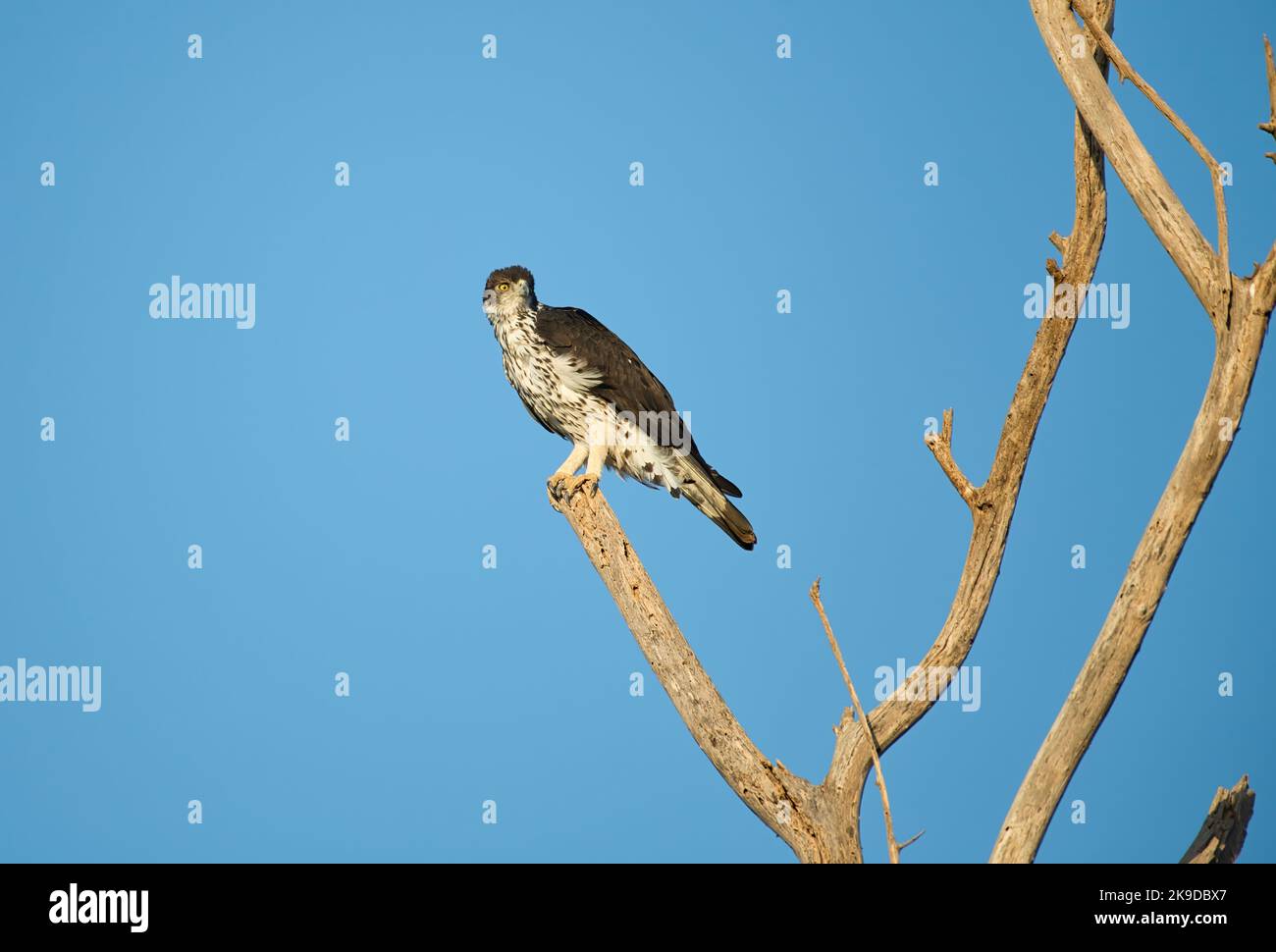 Faucon-aigle africain (Hieraaetus spilogaster) perché dans un arbre mort Banque D'Images