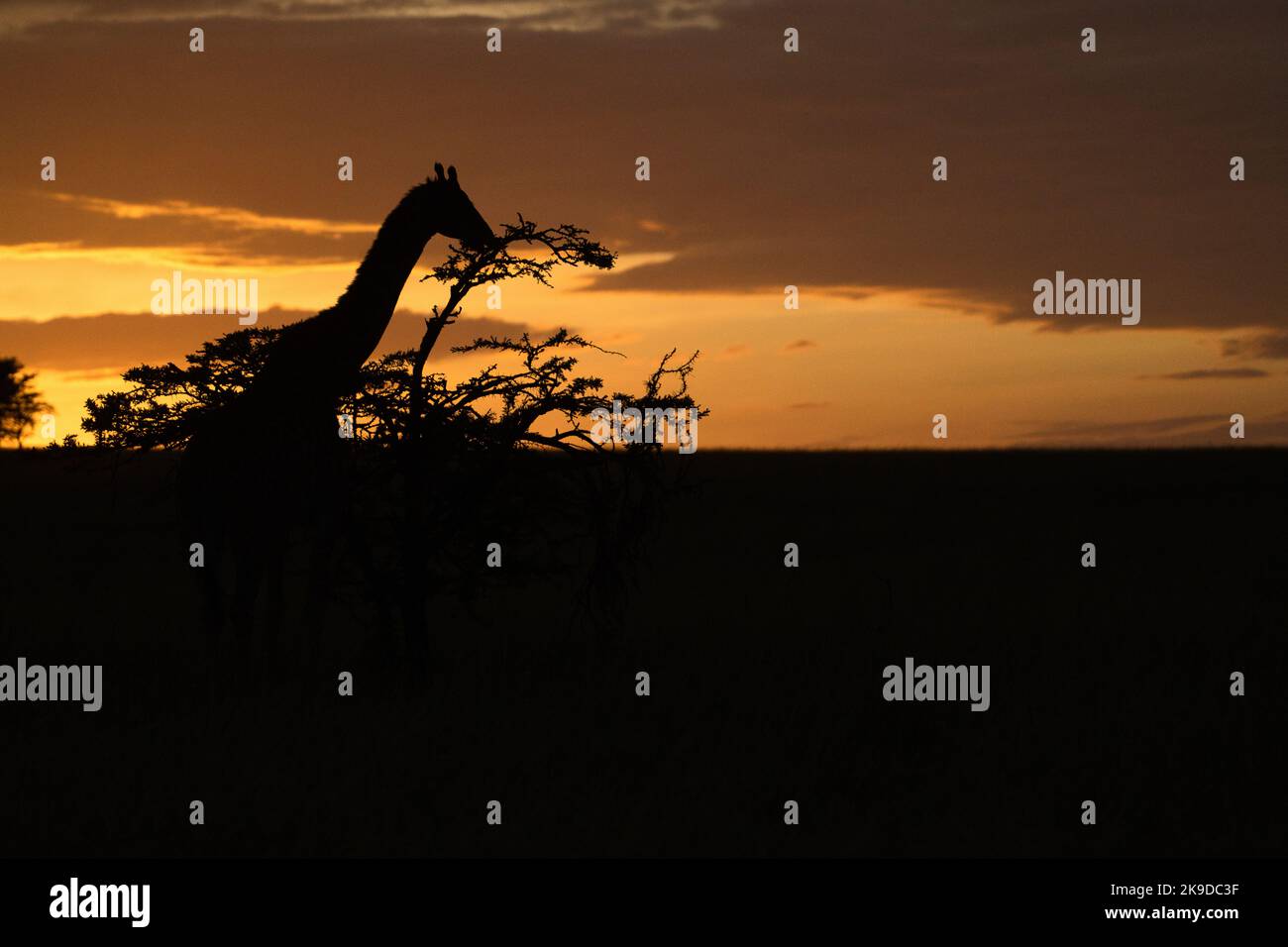 Girafe (Giraffa camelopardalis) en quête à l'aube Banque D'Images