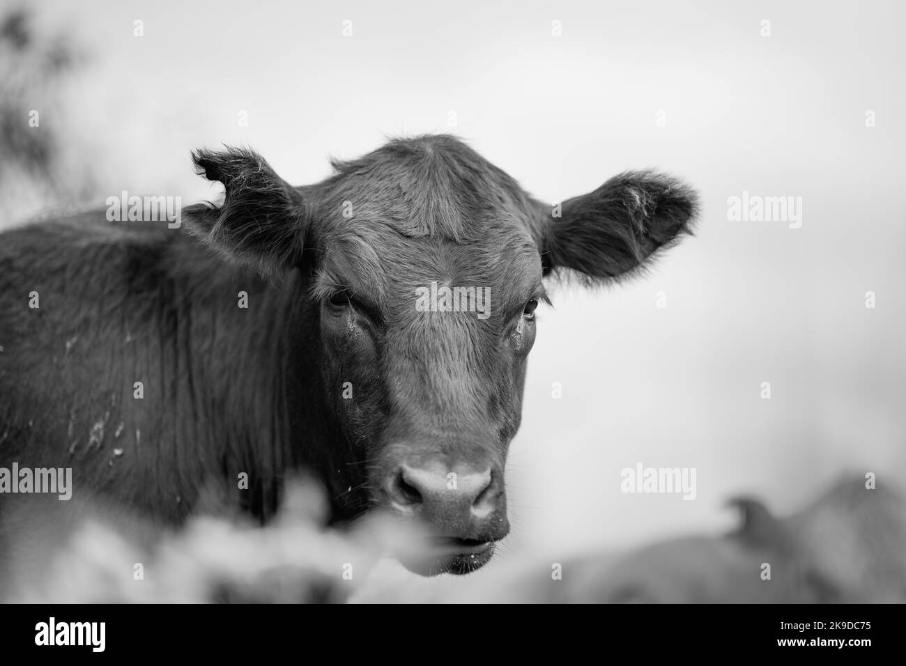 L'agriculture régénératrice vaches dans le champ, paître sur l'herbe et les pâturages en Australie, sur un ranch agricole. Bovins mangeant du foin et de l'ensilage. Races incluses Banque D'Images
