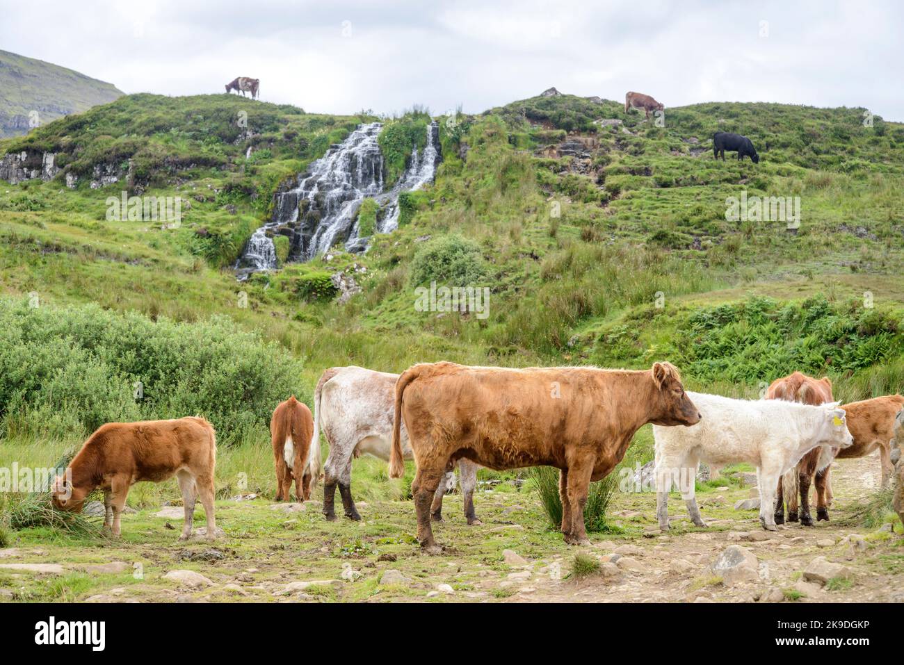 Une seule vache paître au sommet d'une cascade, sur une colline, et un groupe de vaches en dessous, mâchant l'herbe d'été dans une clairière. Banque D'Images
