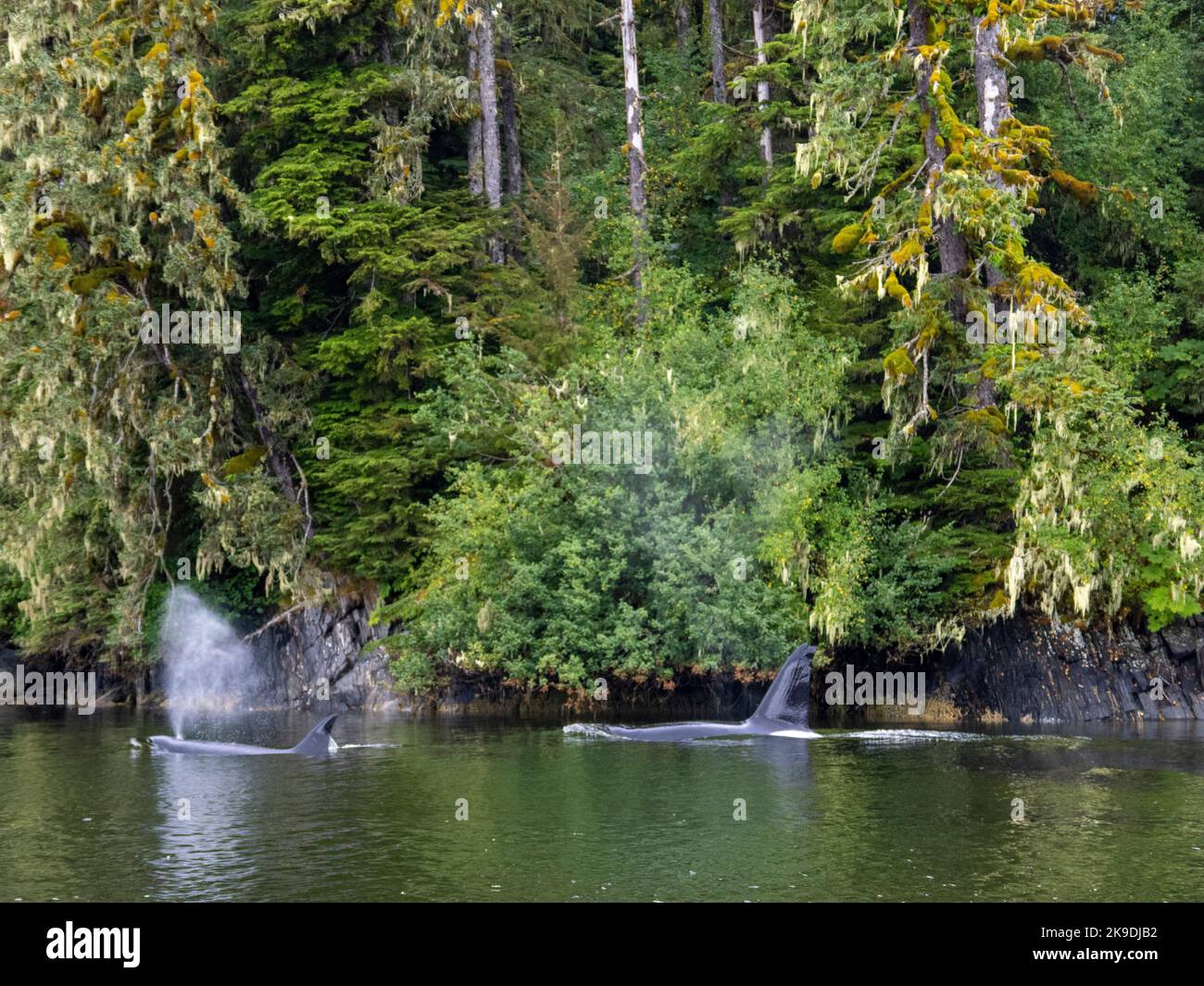 Baleines Orca, forêt nationale de Tongass, Alaska. Banque D'Images