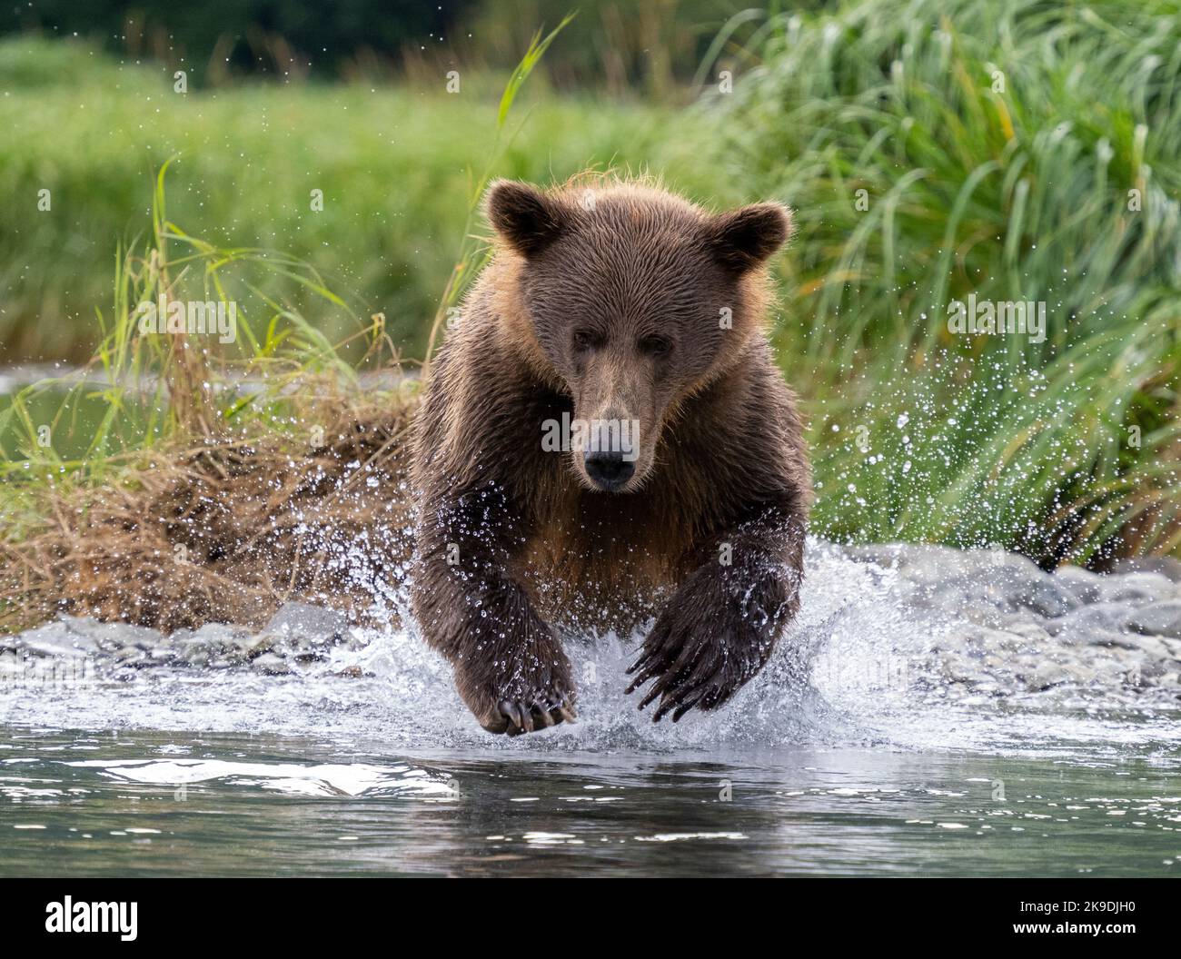 Un ours brun ou grizzli, parc national de Katmai, Alaska. Banque D'Images