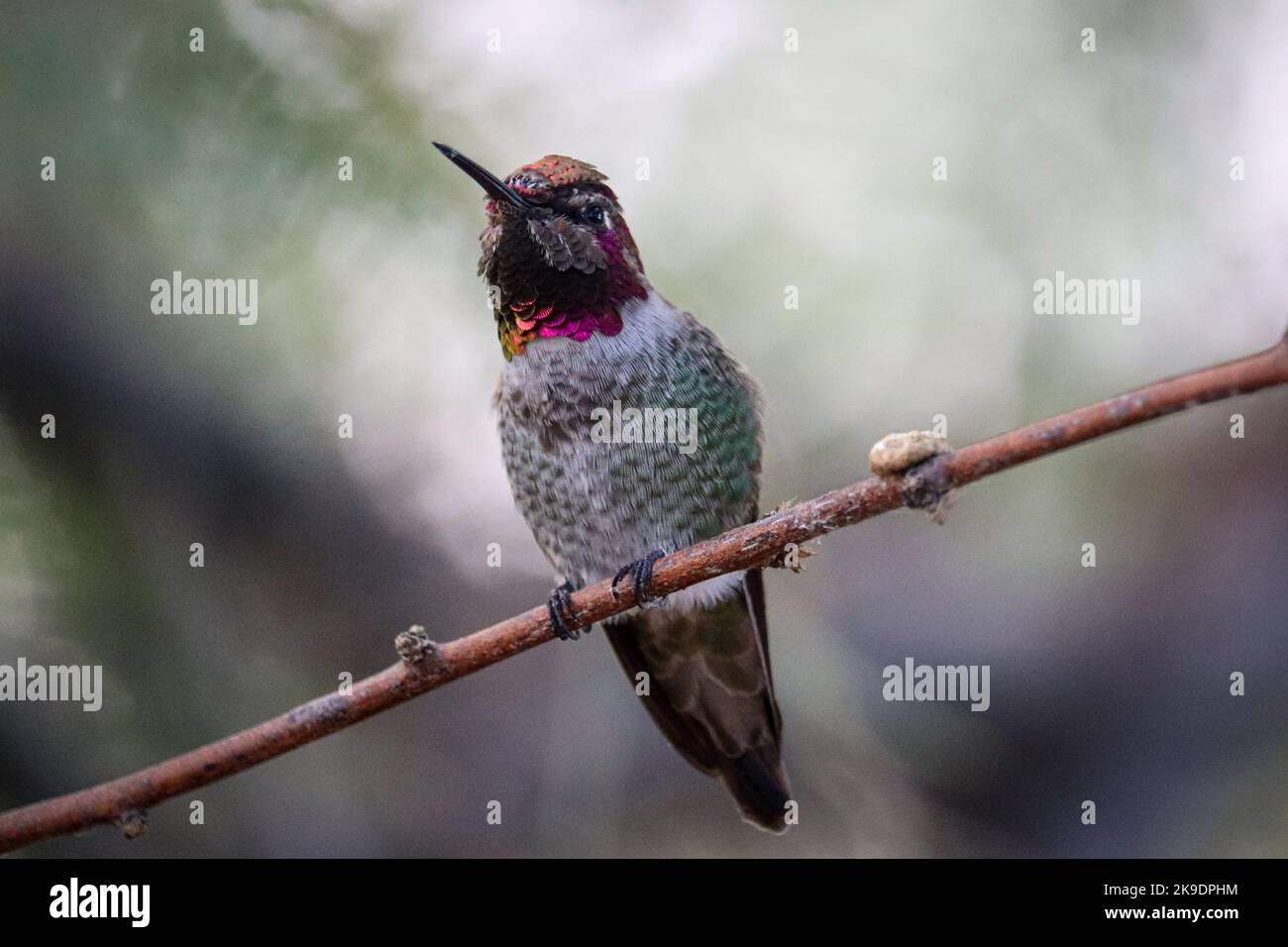 Colibri d'Anna ou Calypte anna perçant sur une branche du ranch d'eau riveraine en Arizona. Banque D'Images