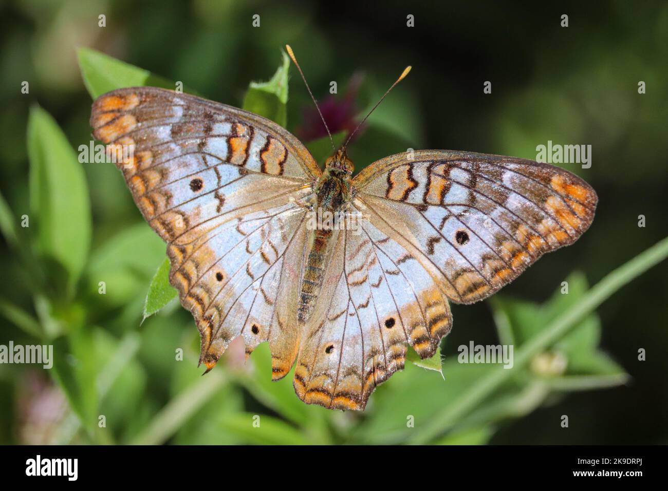 Paon blanc ou Anartia jatrophae perçant sur quelques feuilles au jardin botanique du désert à Pheonix, Arizona. Banque D'Images