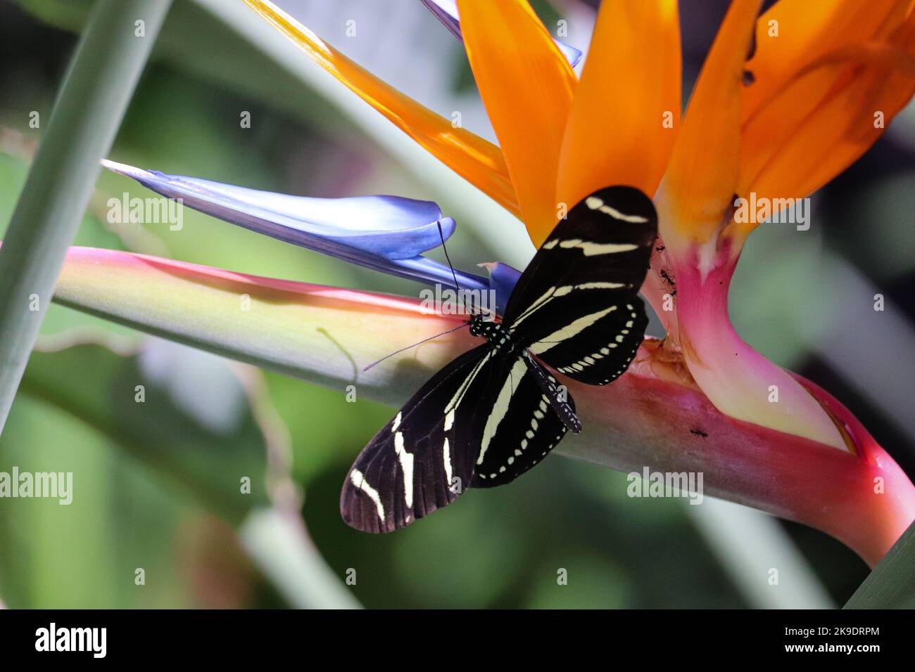 Zèbre à longue ailes ou Heliconius chytonia se nourrissant d'un oiseau de fleur paradisiaque au jardin botanique du désert. Banque D'Images